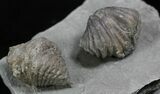 Pair Of Fossil Brachiopods (Platystrophia) - Indiana #25997-2